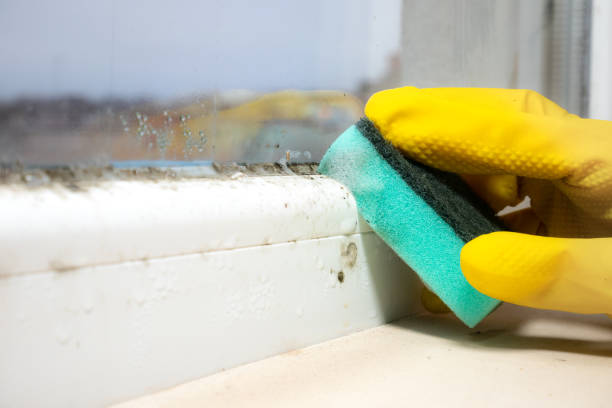 Professional Mold Removal in Cheswick, PA